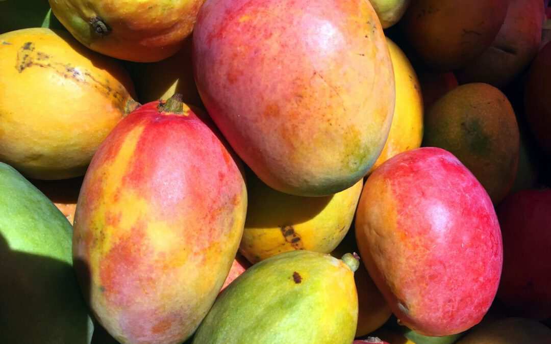 Mango